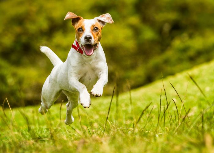 Jack Russell Parson Terrier Running Toward The Camera