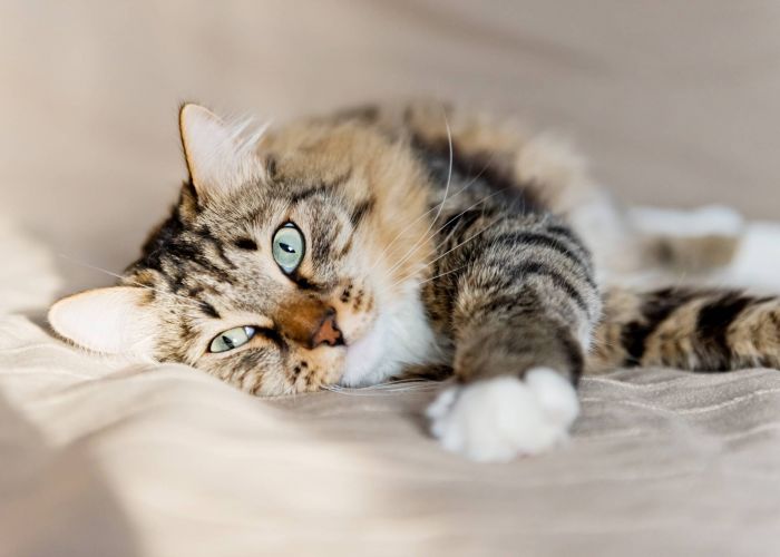 Grey cat lying on bed